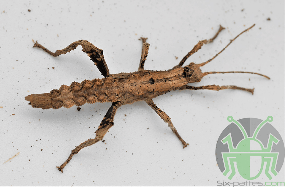 Heteropteryx dilatata